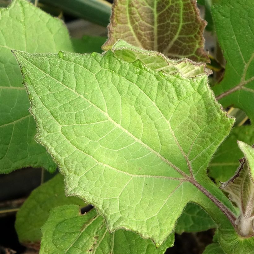 Smallanthus sonchifolius Red Yacon - Poire de terre (Feuillage)