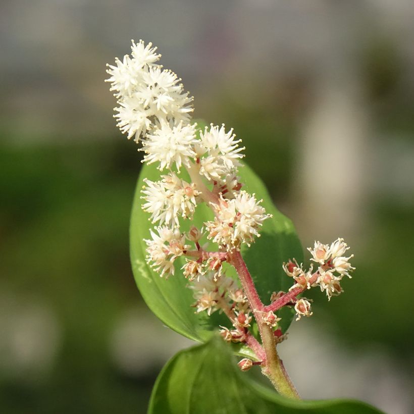 Smilacina racemosa (Floraison)