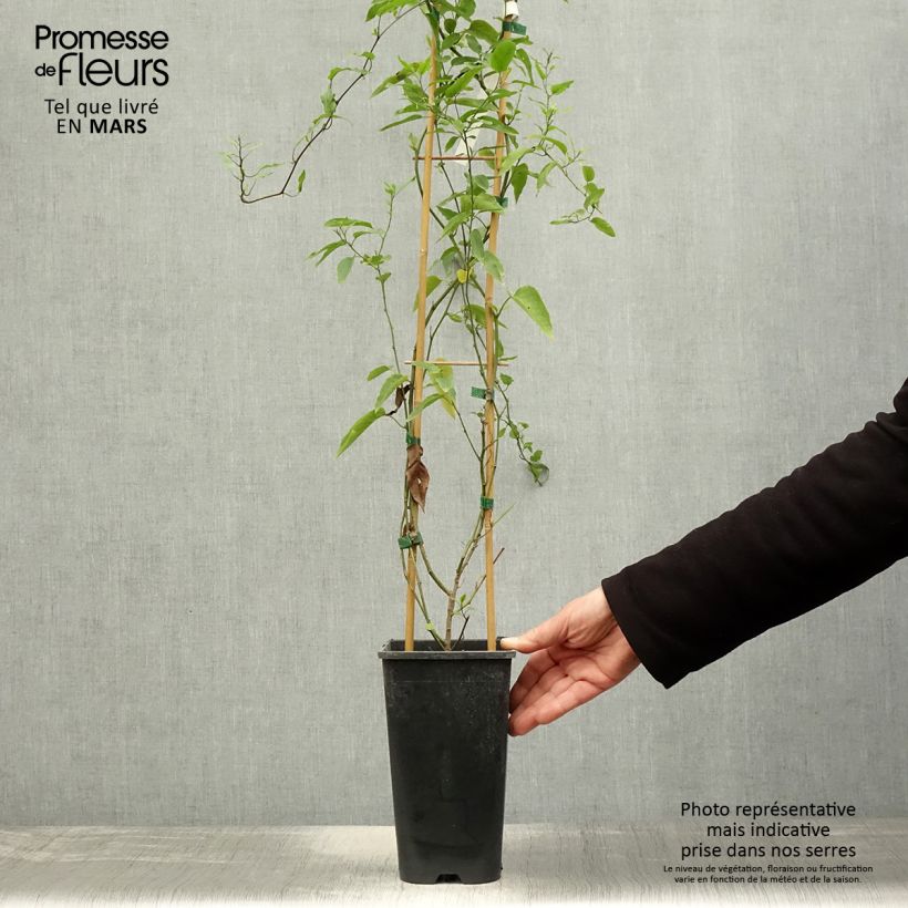 Example of Solanum jasminoides - Morelle faux jasmin Pot de 2L/3L as you get in printemps