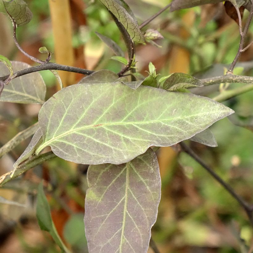 Solanum jasminoides - Morelle faux jasmin (Foliage)