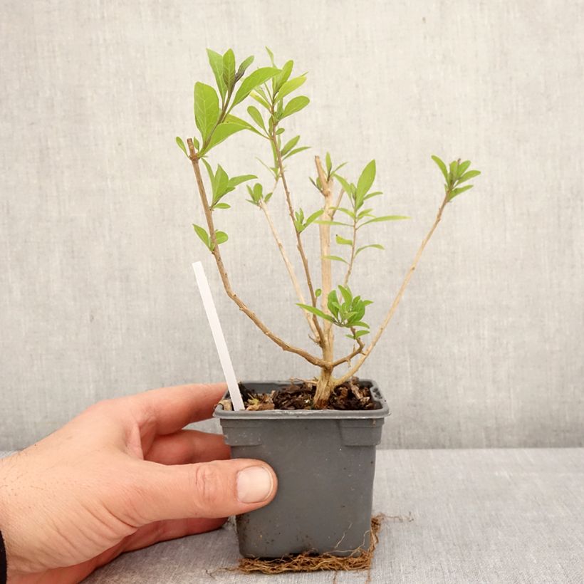 Spécimen de Solanum rantonnetii - Gentiane en Arbre Godet de 8/9 cm tel que livré au printemps