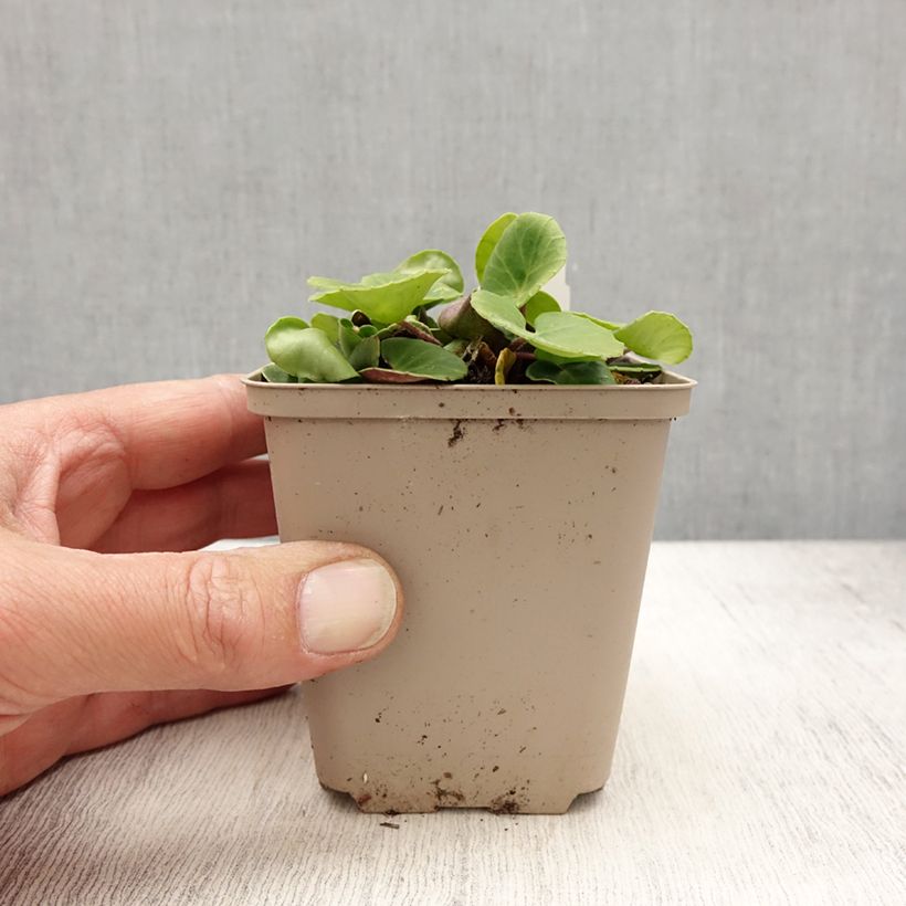 Spécimen de Soldanella montana ou villosa - Soldanelle des montagnes Godet de 8/9 cm tel que livré au printemps