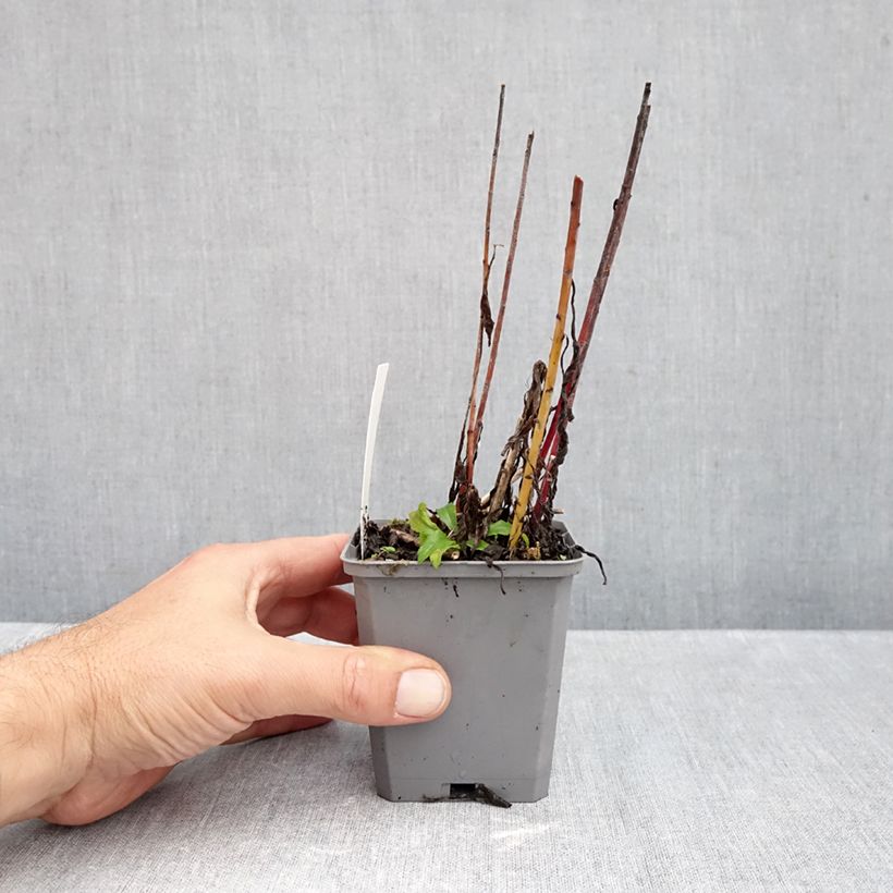 Spécimen de Solidago canadensis Golden Baby - Verge d'or du Canada Godet de 8/9 cm tel que livré en automne