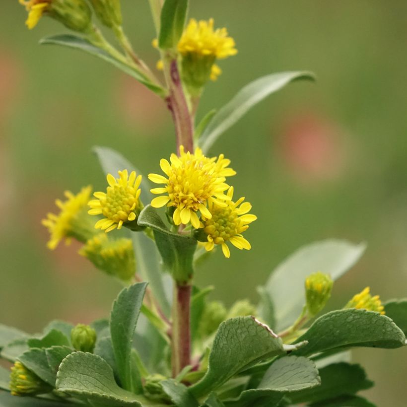 Solidago cutleri - Verge d'or (Floraison)