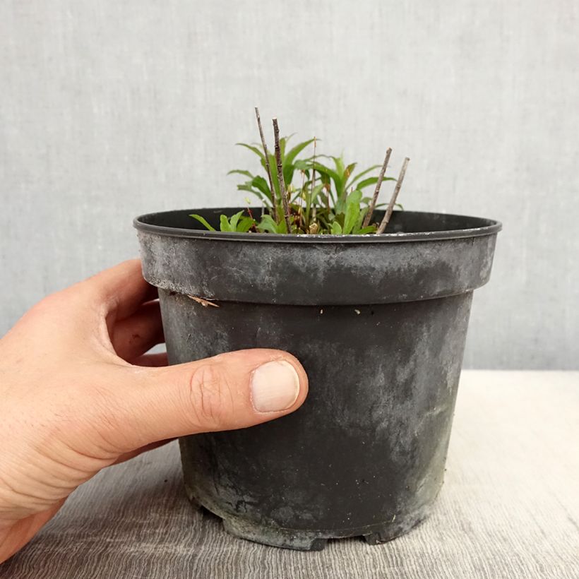 Spécimen de Solidago Gold King - Verge d'or Pot de 2L/3L tel que livré au printemps