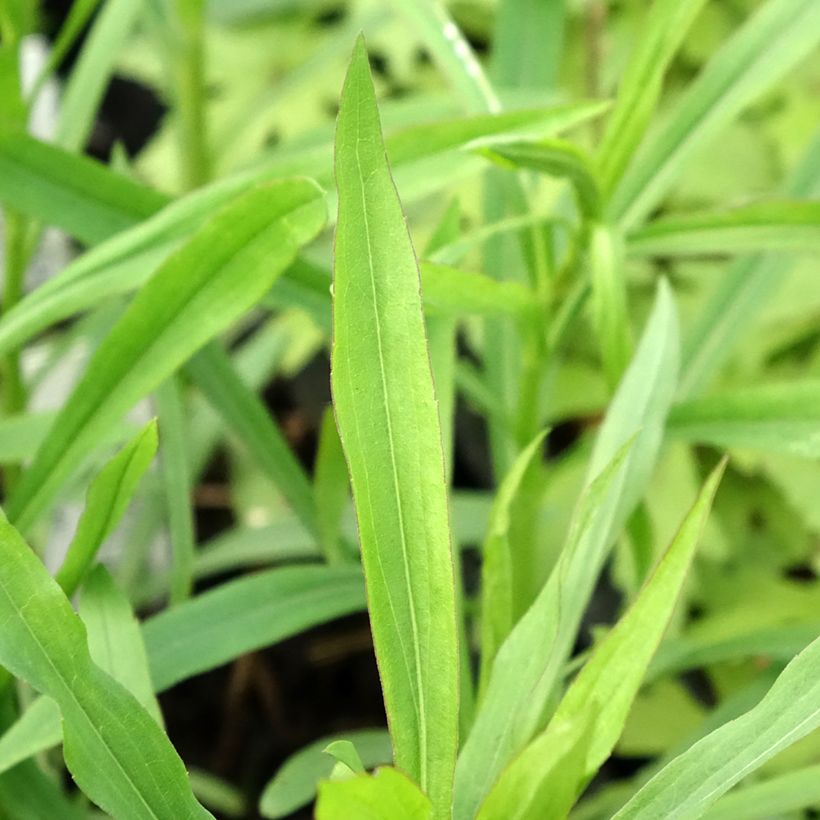 Solidaster luteus Lemore (Feuillage)