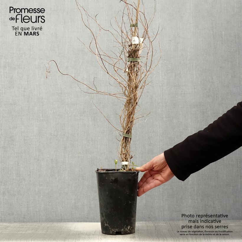 Spécimen de Sollya heterophylla blanc Alba Pot de 3L/4L tel que livré au printemps