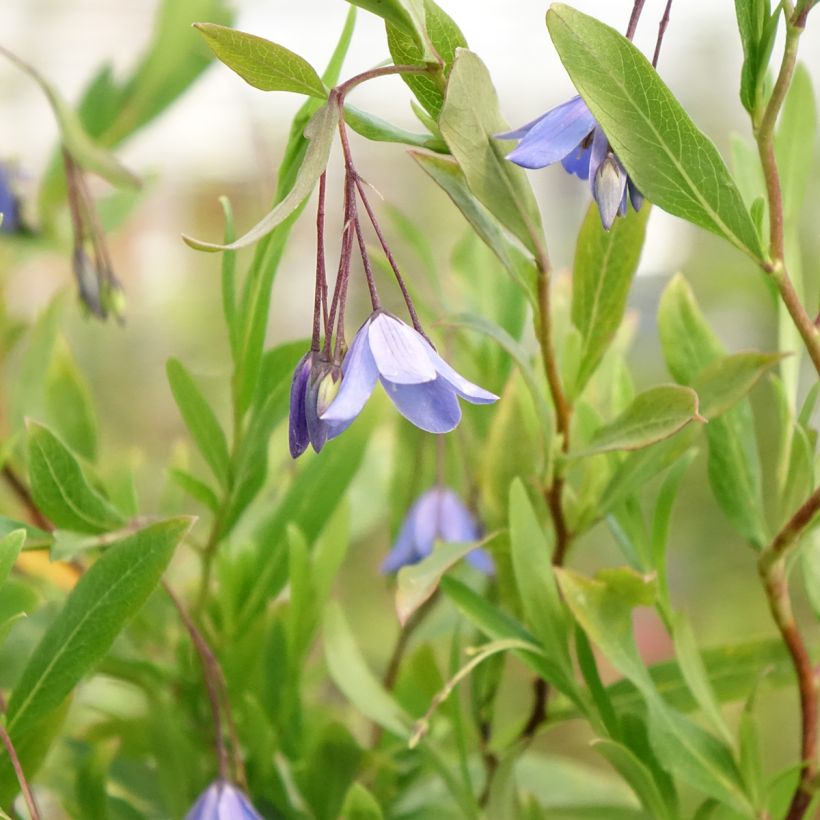 Sollya heterophylla Rosea (Floraison)