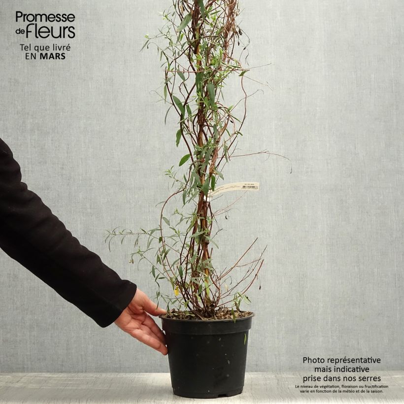 Spécimen de Sollya heterophylla Ultra Blue Pot de 4L/5L tel que livré au printemps