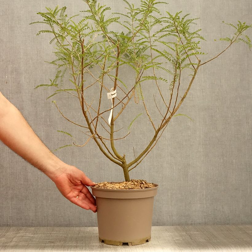 Example of Sophora microphylla Dragon's Gold - Sophora nain Pot de 4L/5L as you get in printemps