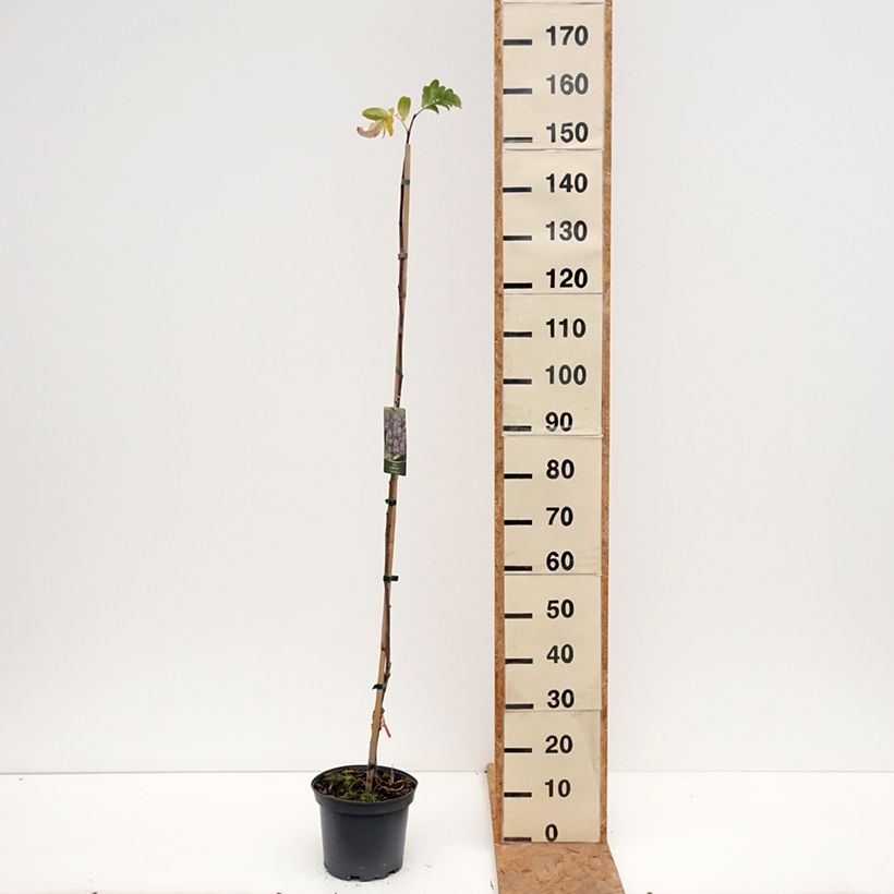 Spécimen de Sorbier Black Ruby - Sorbus Czarne Rubiny Pot de 4L/5L tel que livré en automne