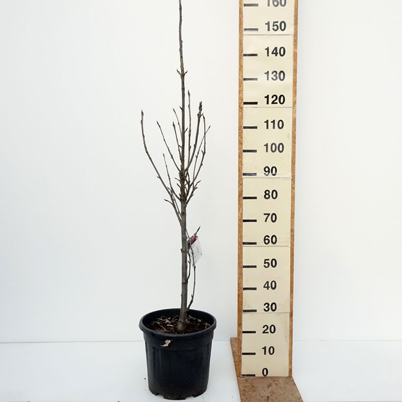 Spécimen de Sorbier des oiseleurs Fastigiata - Sorbus aucuparia Pot de 20L/25L tel que livré en hiver