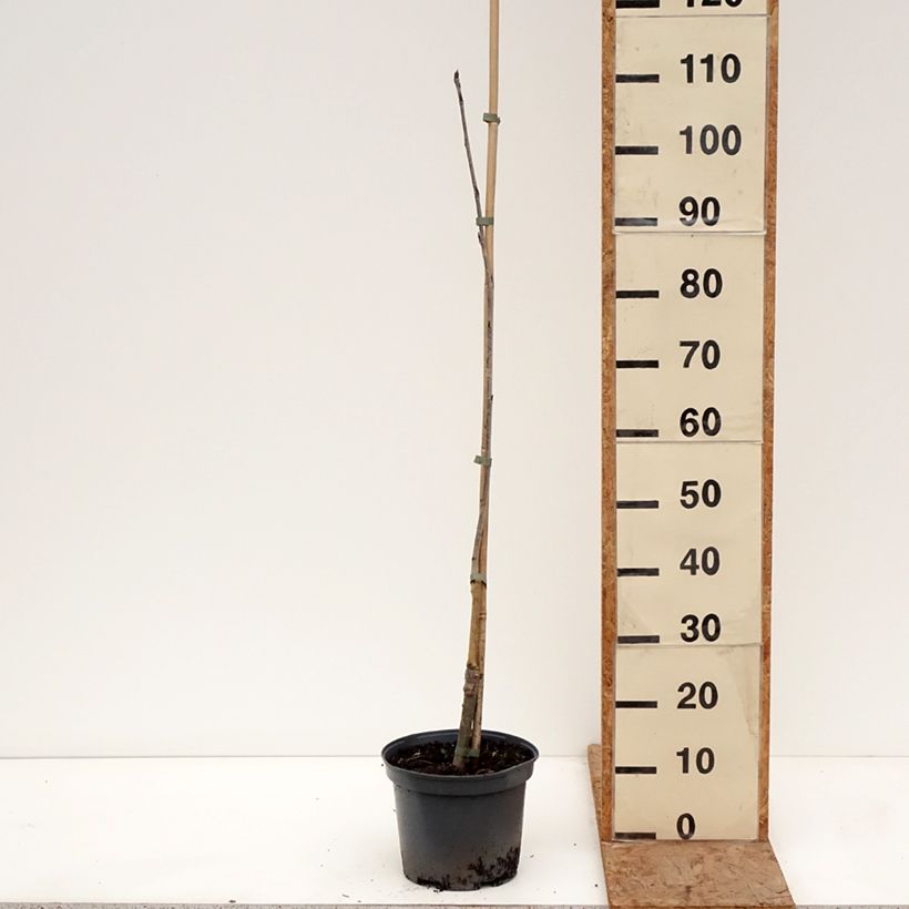 Spécimen de Sorbier des oiseleurs - Sorbus Alaja Krupnaja Pot de 4L/5L tel que livré en hiver