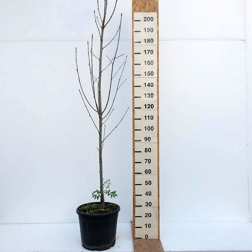 Spécimen de Sorbier des oiseleurs  - Sorbus aucuparia Fingerprint Pot de 30L/35L tel que livré en automne