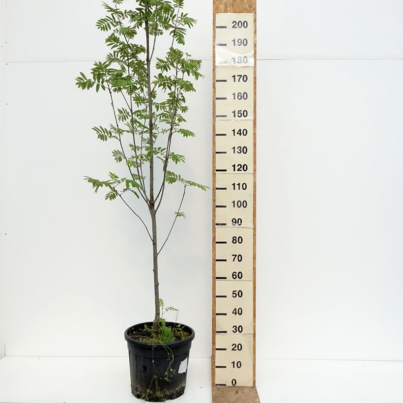 Spécimen de Sorbier des oiseleurs  - Sorbus aucuparia Fingerprint Pot de 30L/35L tel que livré au printemps