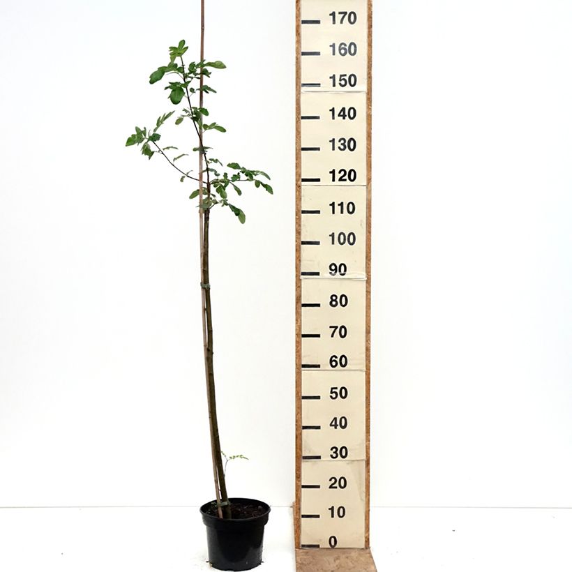 Spécimen de Sorbier hybride - Sorbaronia Likerovyj Jarab Pot de 4L/5L tel que livré au printemps
