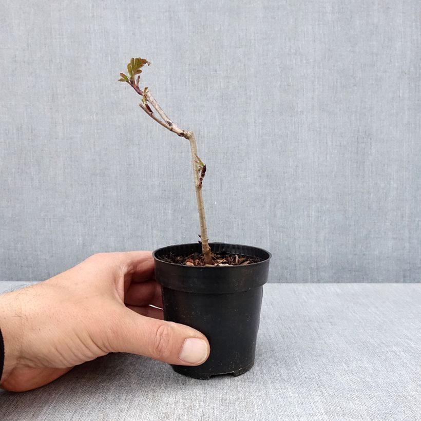 Example of Sorbier hybride - Sorbus Burka Godet de 8/9 cm as you get in printemps