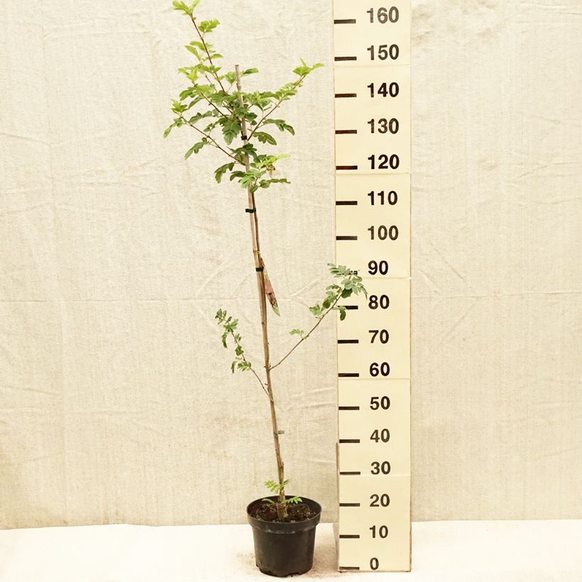 Spécimen de Sorbier hybride - Sorbus Grananatnaja (Granatnaja) Pot de 4L/5L tel que livré au printemps