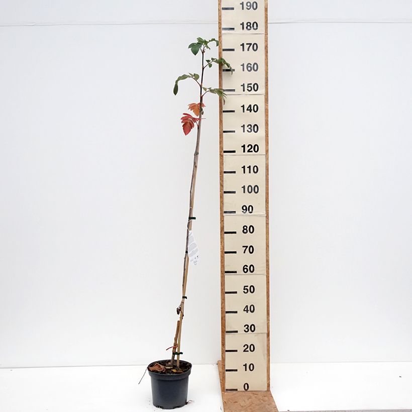 Spécimen de Sorbier hybride - Sorbus Titan Pot de 4L/5L tel que livré en automne