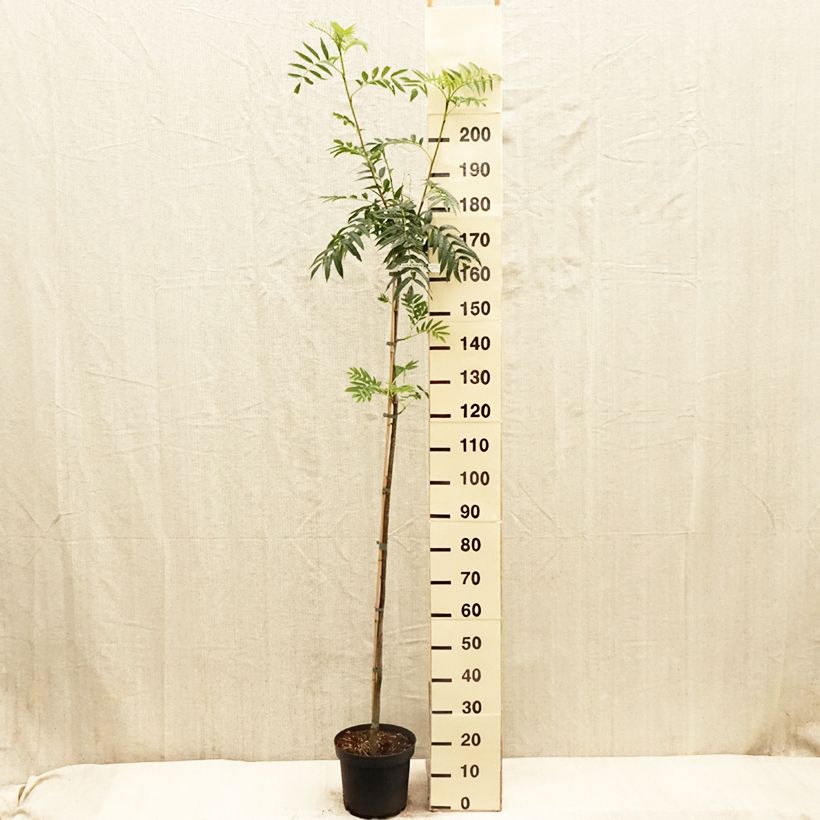 Spécimen de Sorbier - Sorbus commixta Dodong (Olympic Flame) Pot de 7,5L/10L, Baliveau tel que livré au printemps