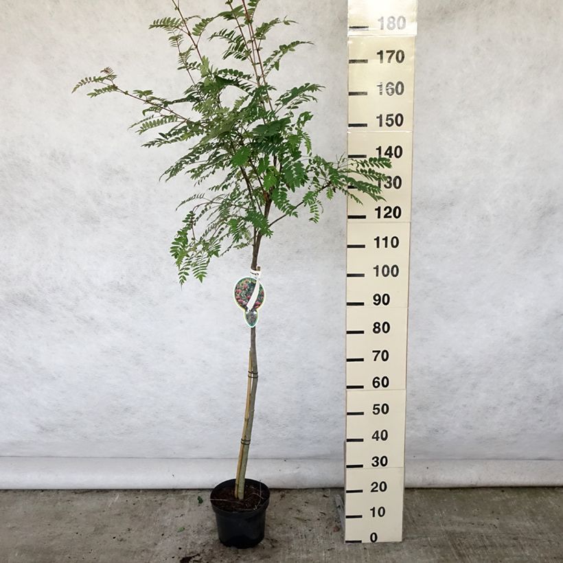 Spécimen de Sorbier - Sorbus arnoldiana Pink Veil Pot de 4L/5L, Tige tel que livré en été
