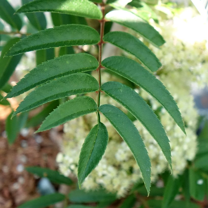 Sorbus aucuparia Autumn Spire - Sorbier des oiseleurs (Feuillage)