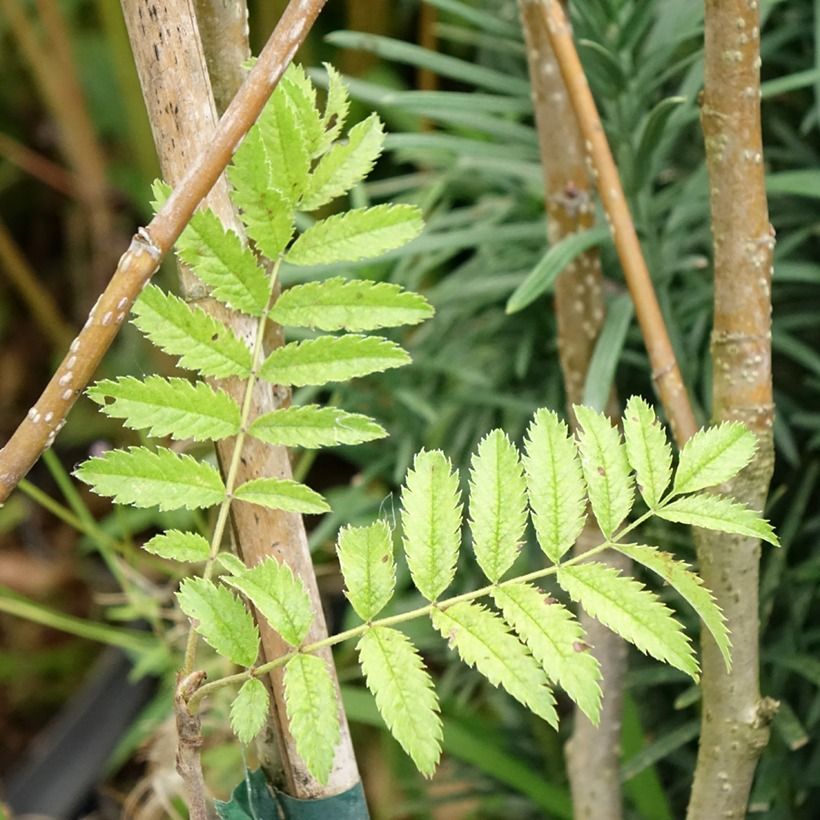 Sorbus matsumurana - Sorbier (Feuillage)