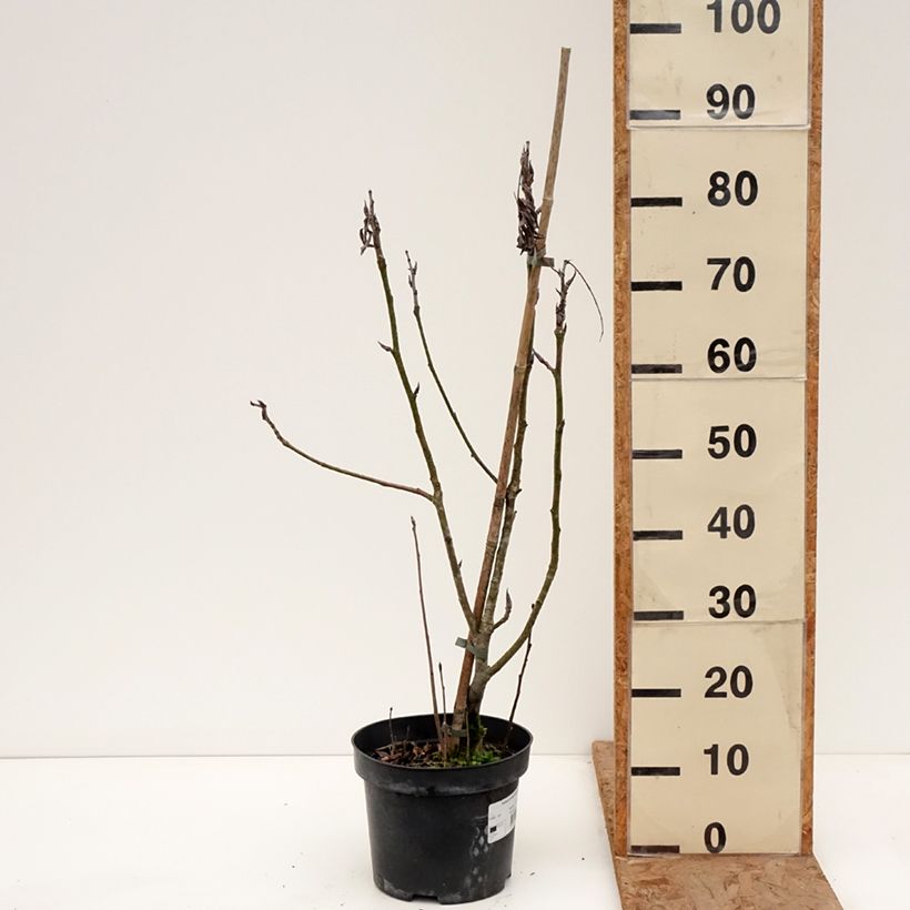 Spécimen de Sorbus matsumurana - Sorbier Pot de 4L/5L, Tige tel que livré en hiver