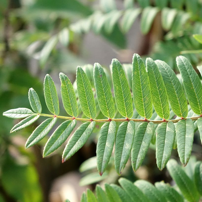 Sorbus scalaris - Sorbier à feuilles de fougère (Feuillage)