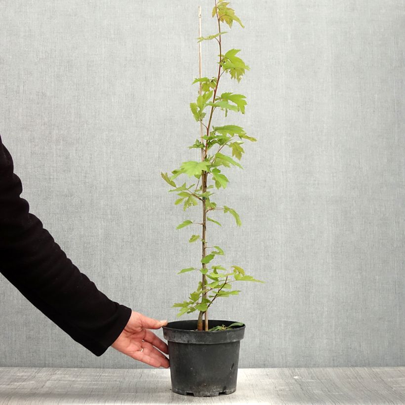 Spécimen de Sorbus torminalis - Alisier des Bois Pot de 3L/4L tel que livré au printemps