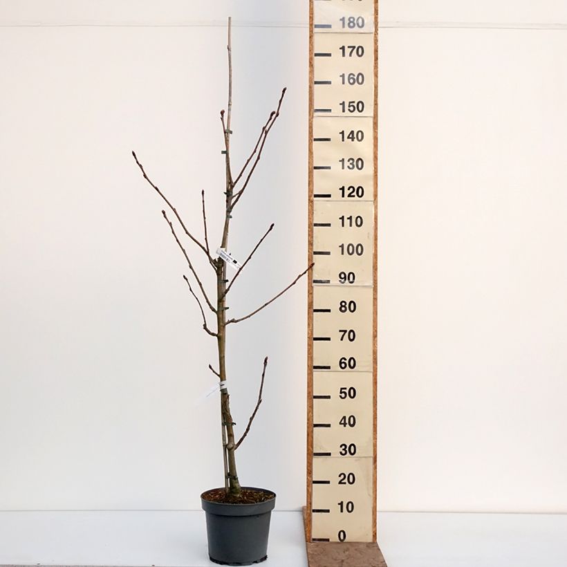 Spécimen de Sorbus wilfordii - Sorbier du Japon Pot de 7,5L/10L tel que livré en hiver