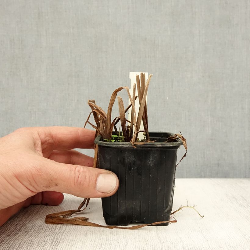 Spécimen de Sparganium erectum (= ramosum) - Ruban d'eau, Rubannier dressé  Godet de 8/9 cm tel que livré en automne
