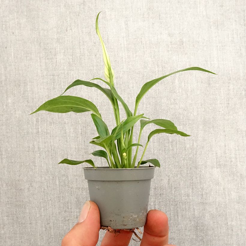Spécimen de Spathiphyllum Tanni Mini-plante tel que livré au printemps