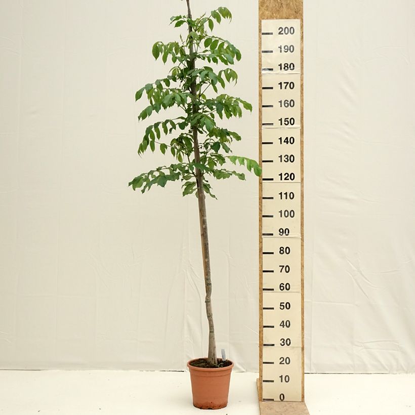 Spécimen de Spathodea campanulata - Tulipier du Gabon Pot de 7,5L/10L tel que livré au printemps