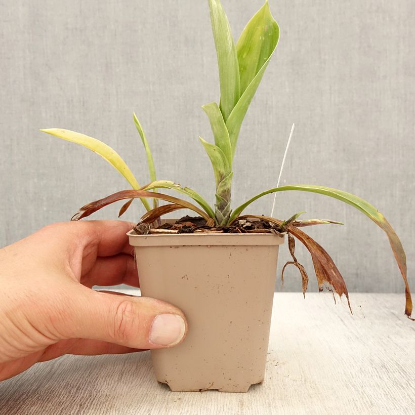 Example of Speirantha convallarioides - Muguet de Chine Godet de 8/9 cm as you get in printemps