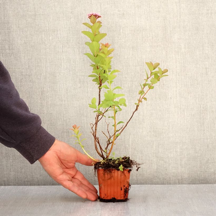 Spécimen de Spiraea densiflora (= splendens) - Spirée à fleurs denses Godet de 8/9 cm tel que livré au printemps