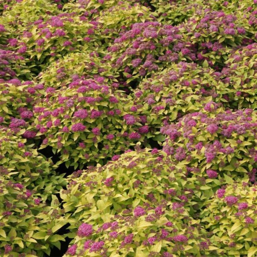 Spirée japonaise Double Play Gold - Spiraea japonica (Flowering)