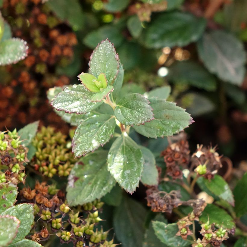 Spiraea japonica Odessa - Spirée japonaise (Feuillage)