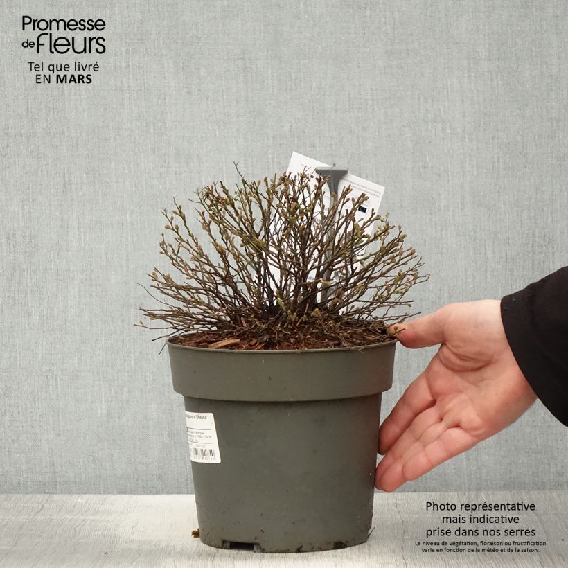 Spécimen de Spiraea japonica Odessa - Spirée japonaise Pot de 2L/3L tel que livré au printemps