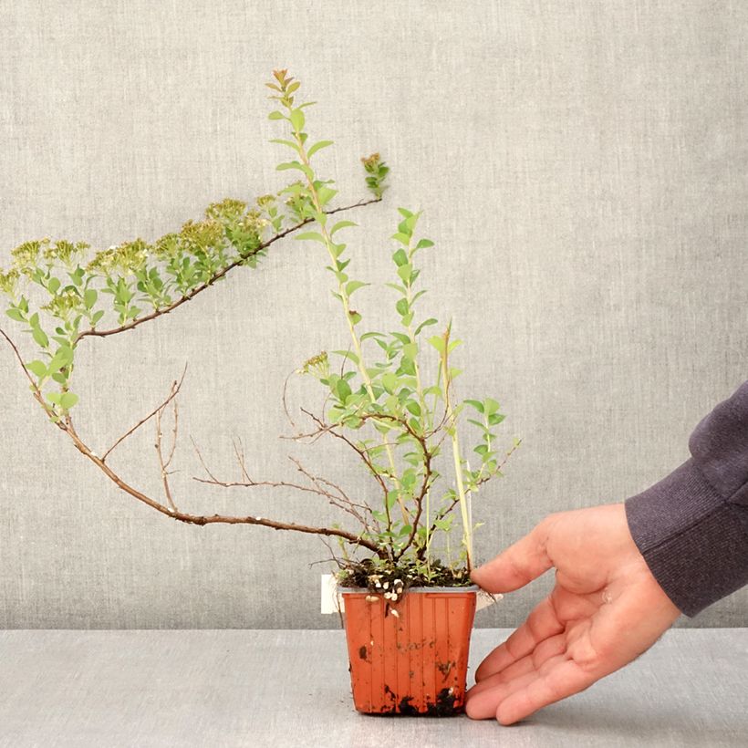 Spécimen de Spiraea nipponica June Bride - Spirée japonaise Godet de 8/9 cm tel que livré au printemps