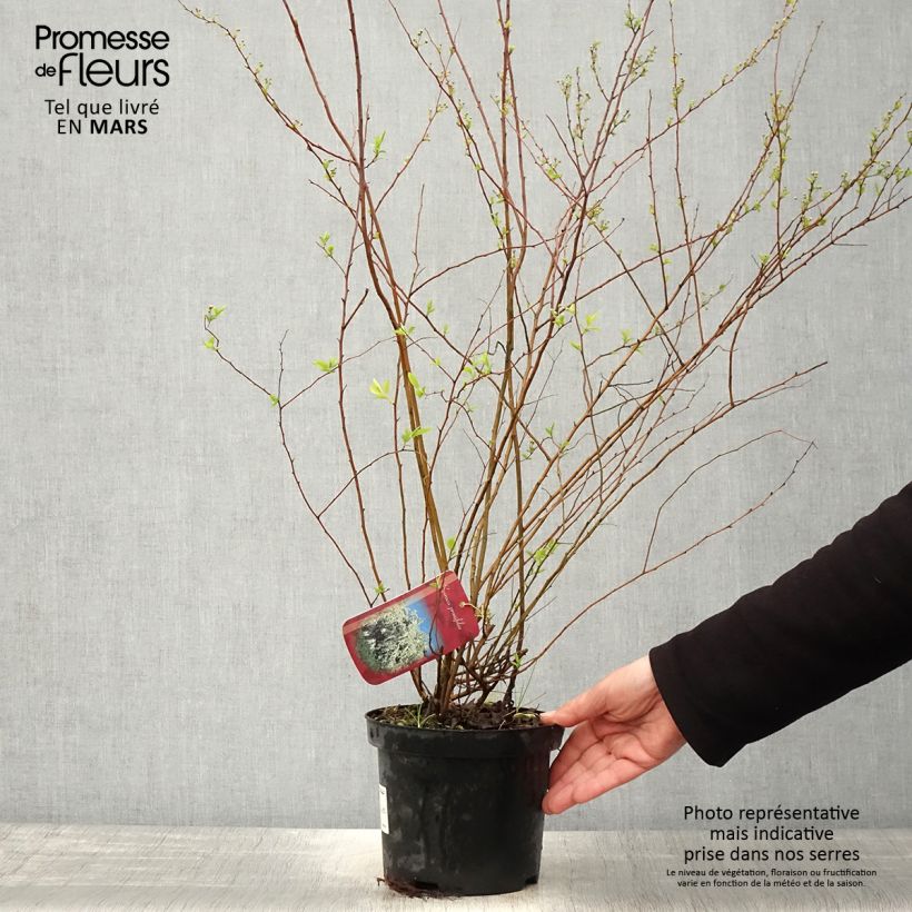Spécimen de Spiraea prunifolia - Spirée à feuilles de Prunier Pot de 2L/3L tel que livré au printemps