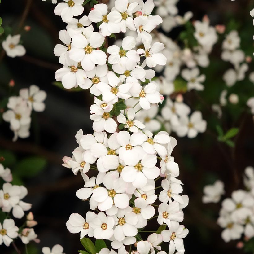Spiraea thunbergii Fujino Pink - Spirée de Thunberg (Floraison)