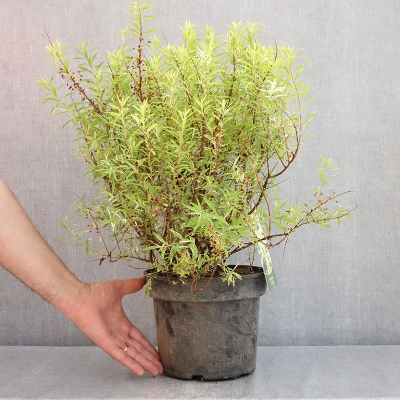 Spécimen de Spiraea thunbergii Mount Fuji - Spirée de Thunberg Pot de 4L/5L tel que livré au printemps