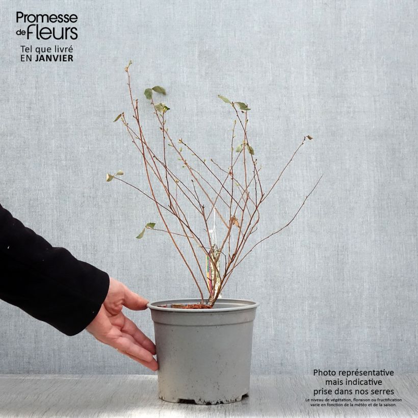 Spécimen de Spiraea vanhouttei Pink Ice - Spirée de Van Houtte panachée Pot de 3L/4L tel que livré au printemps