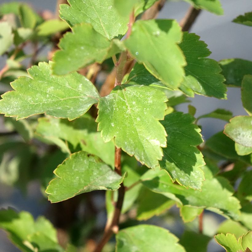 Spiraea vanhouttei - Spirée de Van Houtte (Feuillage)