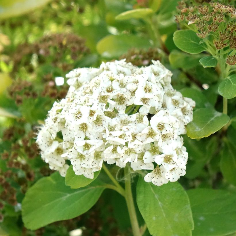 Spirée à feuilles de bouleau Tor Gold - Spiraea betulifolia (Floraison)