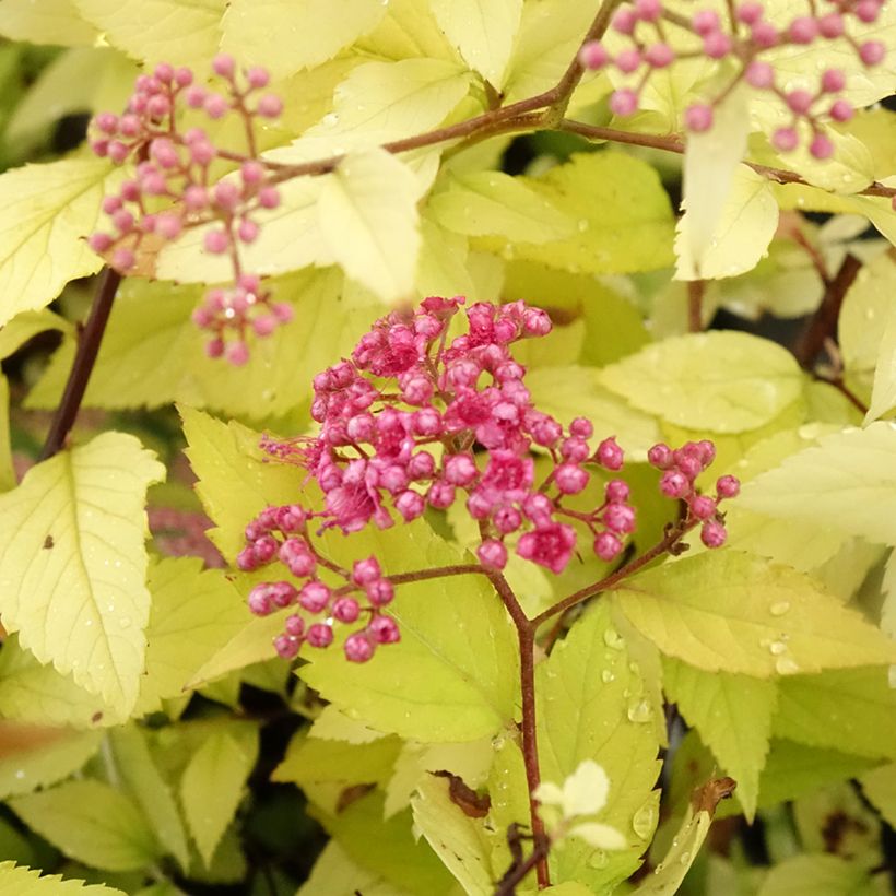 Spirée dorée - Spiraea japonica Candlelight (Floraison)