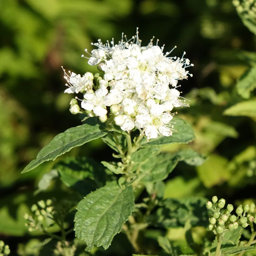 Spirée japonaise Albiflora - Spiraea japonica (Floraison)