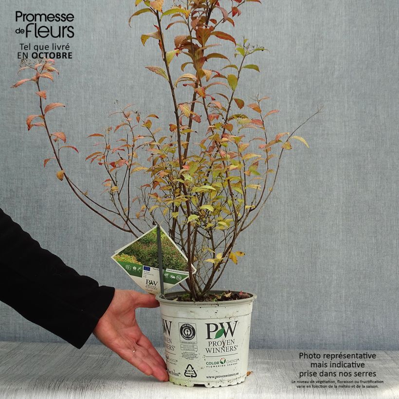 Spécimen de Spirée japonaise Double Play Artist - Spiraea japonica Pot de 2L/3L tel que livré en automne