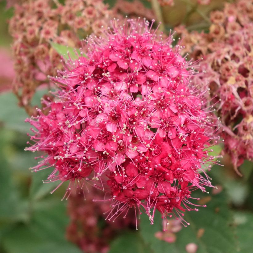 Spirée japonaise Double Play Doozie - Spiraea japonica (Floraison)